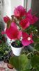 IMG-20190620-WA0003