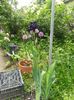Dark Passion cu allium in fundal