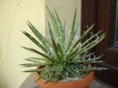 Agave x. leopoldii (A. filifera and A. filifera ssp. schidigiera)