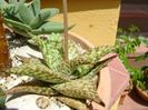 Aloe cv. Lizard Lips, tija florala
