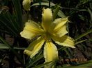 P-r5,3-mademoiselle constanza