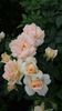 Garden of roses