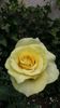 Dimov th