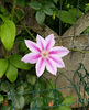 valynedelcu@yahoo.com Clematis 0023