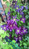 valynedelcu@yahoo.com Clematis 0032