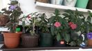 IMG-20190621-WA0005
