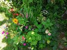 Vinca