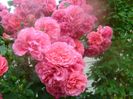 Rosarium uetersen