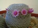 Mammillaria perbella cv. superfina