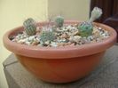 Grup de 6 Turbinicarpus