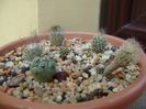Grup de 6 Turbinicarpus