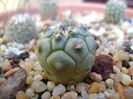 Turbinicarpus lophophoroides