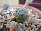 Turbinicarpus lophophoroides