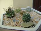 Grup de 5 Turbinicarpus