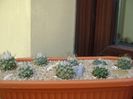 Grup de 8 Turbinicarpus