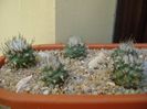 Grup de 8 Turbinicarpus