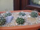 Grup de 8 Turbinicarpus