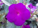 BriD’s Violet