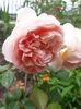 Abraham Darby