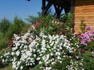 Perennial Blush