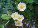 seedling Helenae Semiplena