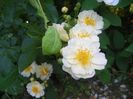 seedling Helenae Semiplena