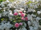 Paul's Himalayan Musk si Pirouette