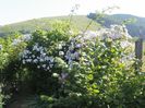 Paul's Himalayan Musk