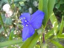 tradescantia