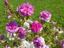 Pompon de Bourgogne