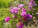 Pompon de Bourgogne