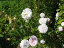 Duchesse de Montebello