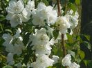 philadelphus Karolinka