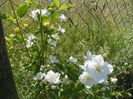 philadelphus Innocence