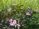 sambucus Guincho Purple