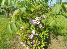 weigela florida