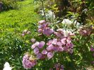 Heavenly Pink
