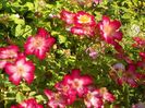 Star Profusion
