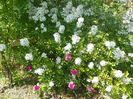 rosa multiflora si Duc de Guiche