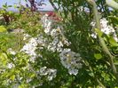 rosa multiflora