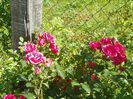Elmshorn