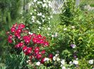 Dortmund, Leda, Mme. Hardy