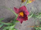 S-r3,4-wianah  double purple