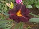 B-1-longfields black magic