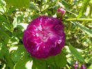 Velours Pourpre