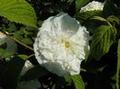Mme. Legras de St. Martin