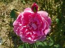 Cottage Rose