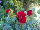 Scarlet Moss