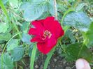Scarlet Moss
