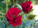 Scarlet Moss